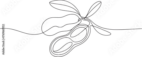 Single line drawing peanut pod with leaves legume food