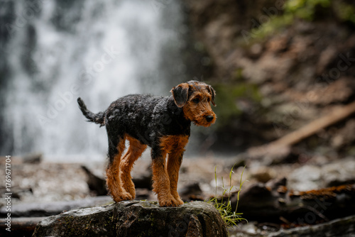 Airdale Terrier Welpe