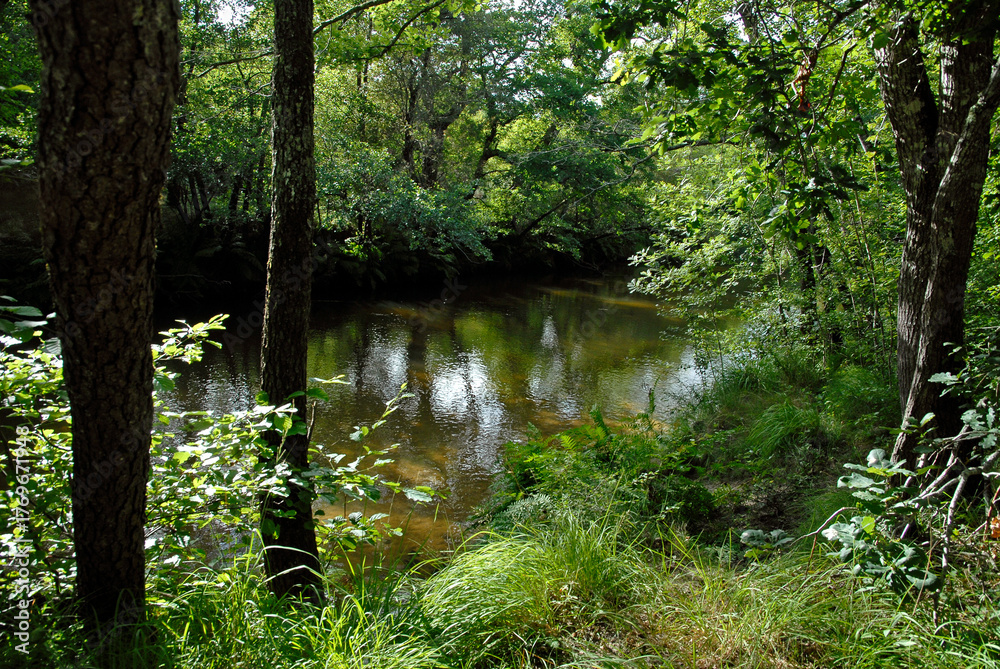 Obraz premium Rivière la Leyre, Salles, 33, Gironde, France