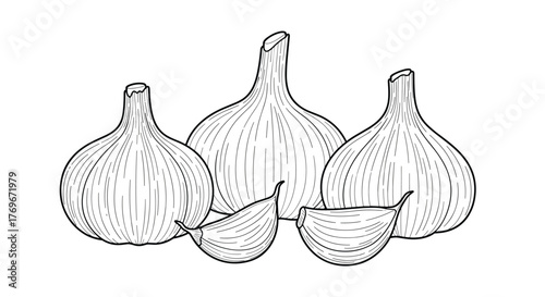 A detailed illustration of garlic bulbs and cloves arranged in a group, perfect for culinary or botanical themed designs and projects.