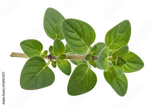 A sprig of fresh green oregano herb oval leaves isolated on transparent background