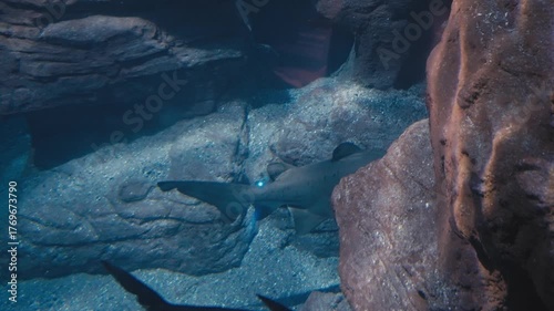 Shark Resting in Rocky Underwater Cave