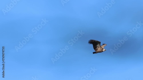 Buitre leonado gyps fulvus aletea en vuelo con cielo azul en el paraje natural San Antonio de Alcoy, España
