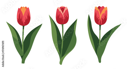 A vibrant illustration featuring three red tulips with green leaves, suitable for spring or floral themes, with a clean white background.
