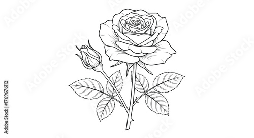 Elegant rose and bud illustration with intricate detail, perfect for coloring books, botanical art, and floral design projects.