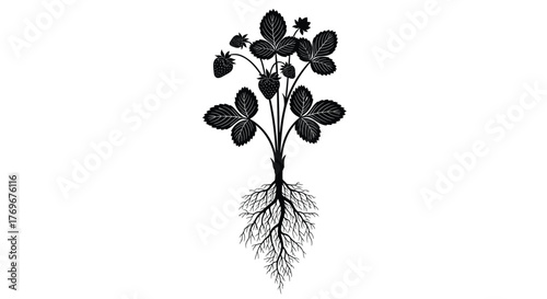 Vintage black and white botanical illustration of a strawberry plant, complete with its root system, distinct leaves, and developing fruit.
