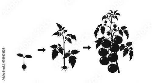 Tomato plant growth stages from seedling to fruiting, illustrated in a silhouette vector design, showcasing agricultural development and plant biology.