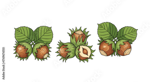 Detailed botanical illustration depicting hazelnuts, complete with leaves and a cross-section, showcasing the nut's internal texture and color.