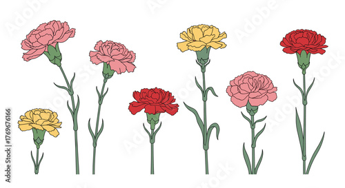 Illustration of various carnation flowers with pink, yellow, and red petals, arranged against a white background, creating a botanical and floral design.