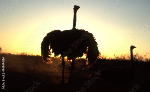 Εκτύπωση καμβά ostrich male, Struthio camelus, with hanging wings in backlight in the Kalahari
