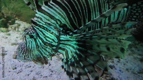Vibrant Lionfish Underwater Close-Up in a Coral Reef Setting for Marine Biology Exploration