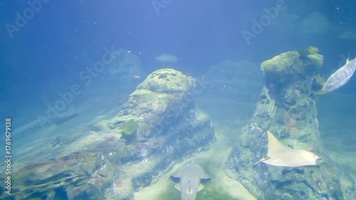 Underwater Serenity: Marine Life Exploration in a Tranquil Aquarium Setting