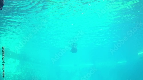 Underwater View of a Sea Turtle in a Clear Aquarium Environment