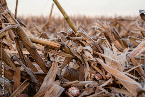 Quadro su tela Frost-covered cornfield after harvest at sunrise