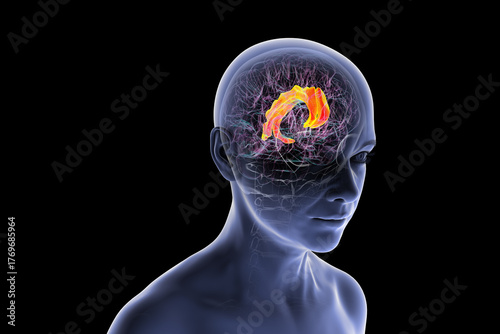 Human brain highlighting the cingulate gyrus, 3D illustration