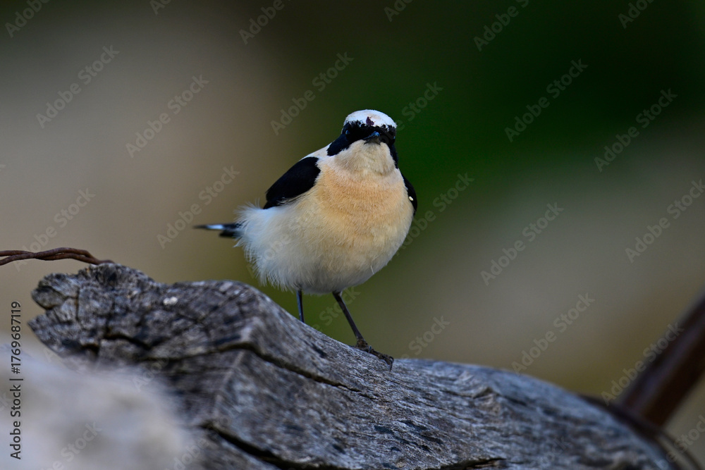 Obraz premium Eastern Black-eared Wheatear // Balkansteinschmätzer (Oenanthe melanoleuca) - Peloponnese, Greece