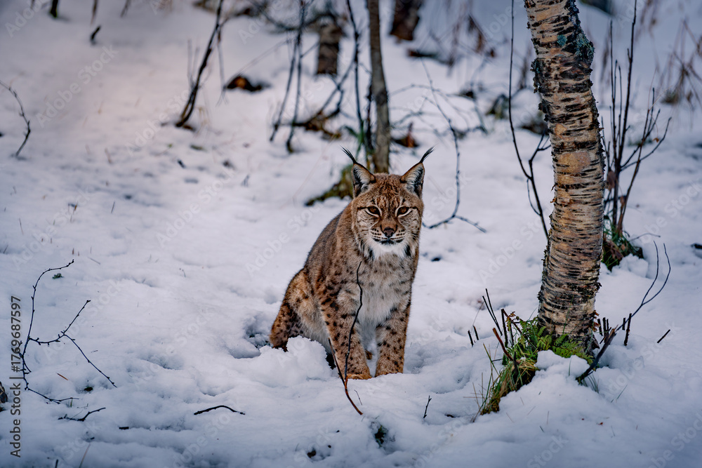 Obraz premium lynx in snow