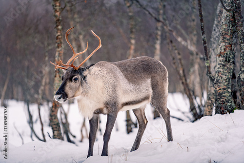 Beautiful reindeer in the Arctic polar park