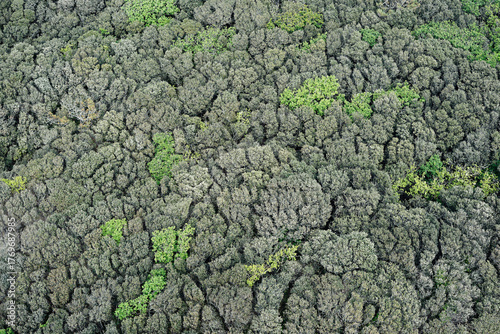 Trees from above