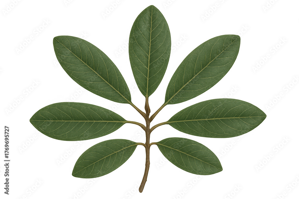Fototapeta premium Green compound leaf showing seven leaflets with central vein, fresh foliage reflecting nature and vitality on transparent background