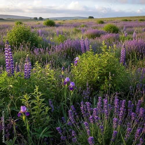Vibrant purple lupine flowers blooming in a vast meadow under a soft cloudy sky at sunset