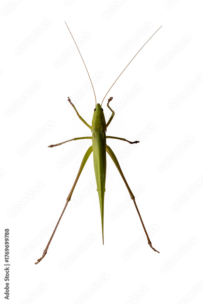 custom made wallpaper toronto digitalTop-down view of a vibrant green Katydid, or bush cricket (family Tettigoniidae), isolated on a white background. Detailed macro shot ideal for nature, science, and educational concepts.