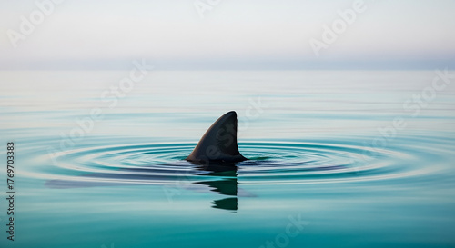 Shark fin creating ripples in calm ocean water