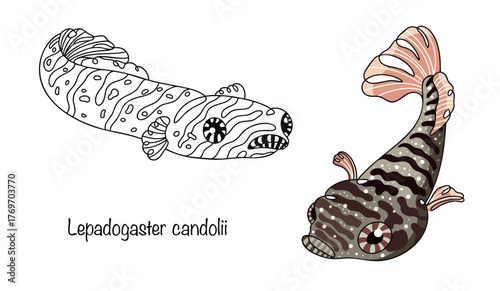 Lepadogaster candolii