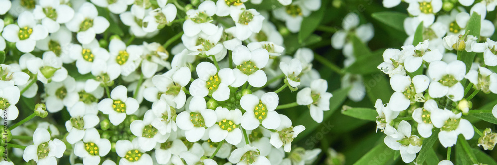 Fototapeta premium Close-up of vibrant white alyssum flowers in full bloom with green foliage.