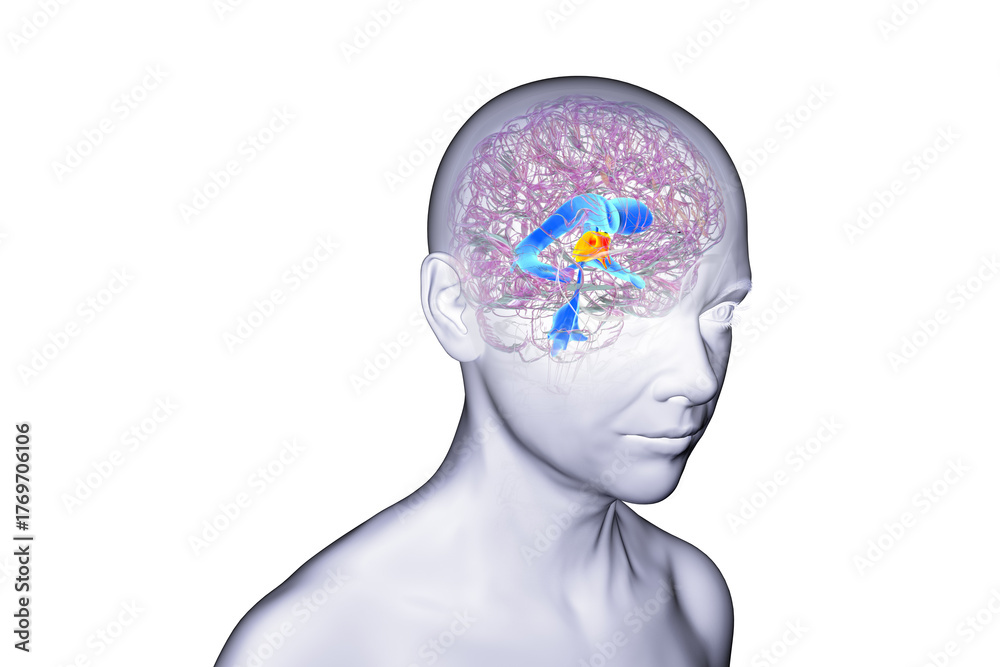 Fototapeta premium Third brain ventricle, 3D illustration