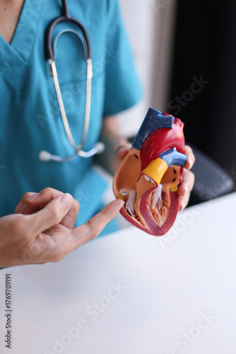 Doctor using heart model to explain blood flows direction.