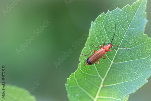 rouge sur vert rien ne bouge