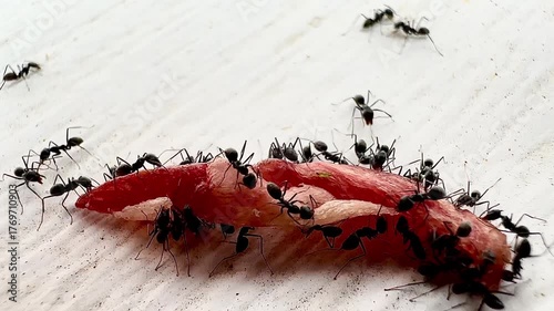 A close-up photograph of black ants gathering around scraps of meat to eat shows the teamwork and details of nature in bright focus.