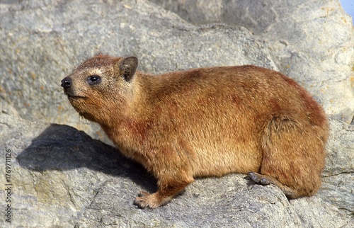 rock hyrax or cape hyrax resting on rocks
