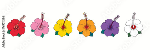 Colorful hibiscus flower set with red, pink, yellow, orange, purple, and white petals isolated on white background vector art.