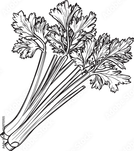 Simple line drawing of celery with leaves