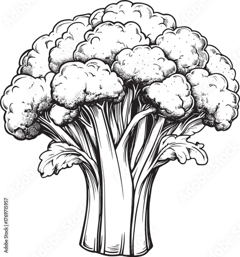 Detailed drawing of broccoli in the style of hatching engraving