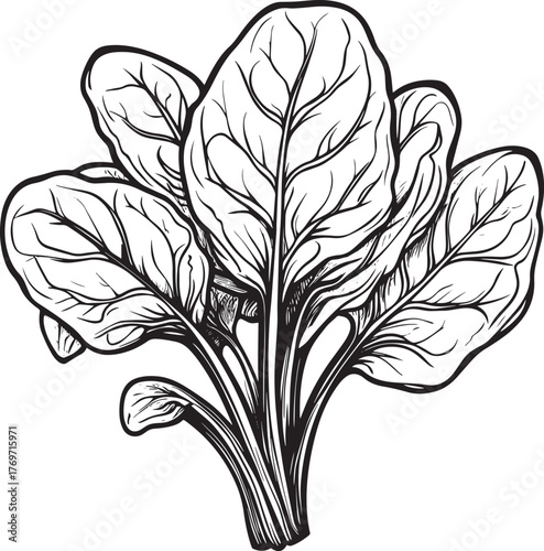 Simple line drawing of a bunch of spinach with root