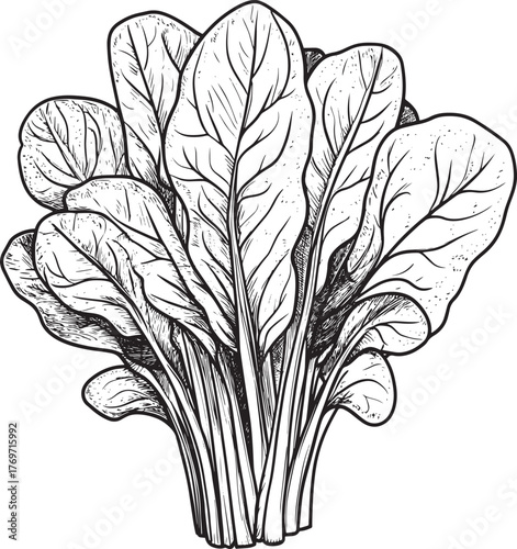 Simple line drawing of a bunch of spinach with root