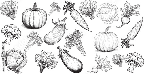 Set of outline drawings of vegetables: pumpkin, carrot, eggplant, greens
