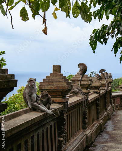 Photography monkeys in Uluwatu temple
