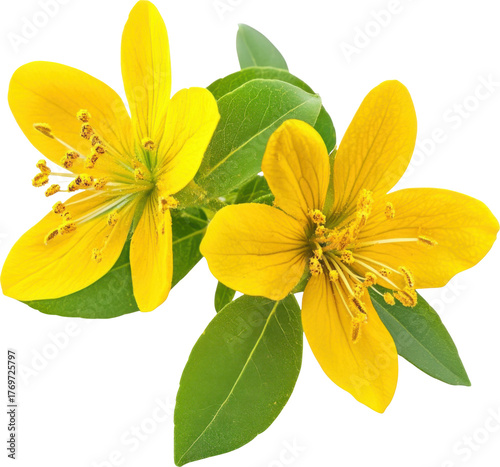 St. john's wort flowers and leaves