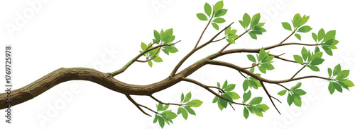 Realistic illustration of a horizontal tree branch with vibrant green leaves, symbolizing spring growth, nature, and organic freshness, isolated vector element for ecology and environment design