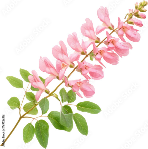 Indigobush flowering branch with delicate pink blooms and green leaves