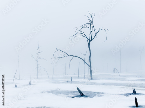 Frozen pond with bare trees and misty winter atmosphere in Concord, Massachusetts.
