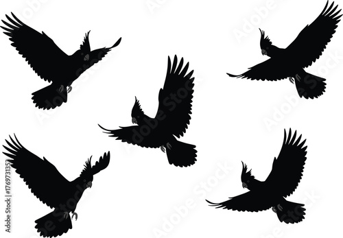 Flying cockatoo silhouettes collection, tropical parrot birds in motion, exotic wildlife vector illustration, black bird art design, nature animal drawing isolated