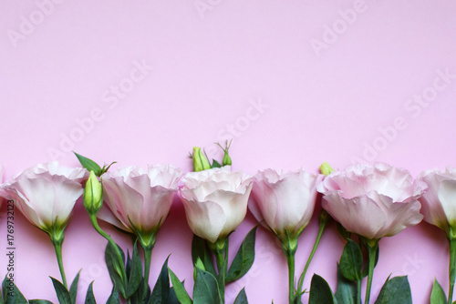 Beautiful pink eustoma flowers (lisianthus) in full bloom with buds leaves. Bouquet of flowers on pink background. Copy space