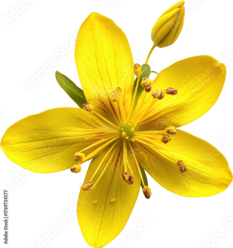 St. john's wort flower bloom with bud isolated on