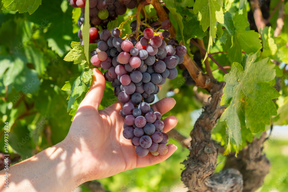 Obraz premium Hand reaching for ripe grapes in a vineyard during a sunny afternoon harvest