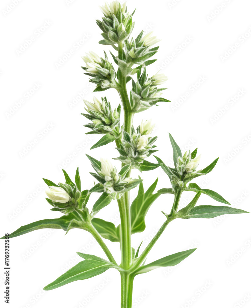 Fototapeta premium Mint plant with developing flower buds and leaves on a